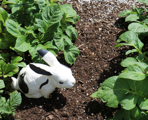 vanorny ceramic rabbit