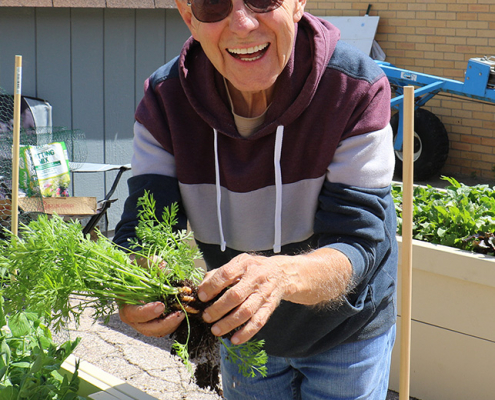vanorny pulling carrots