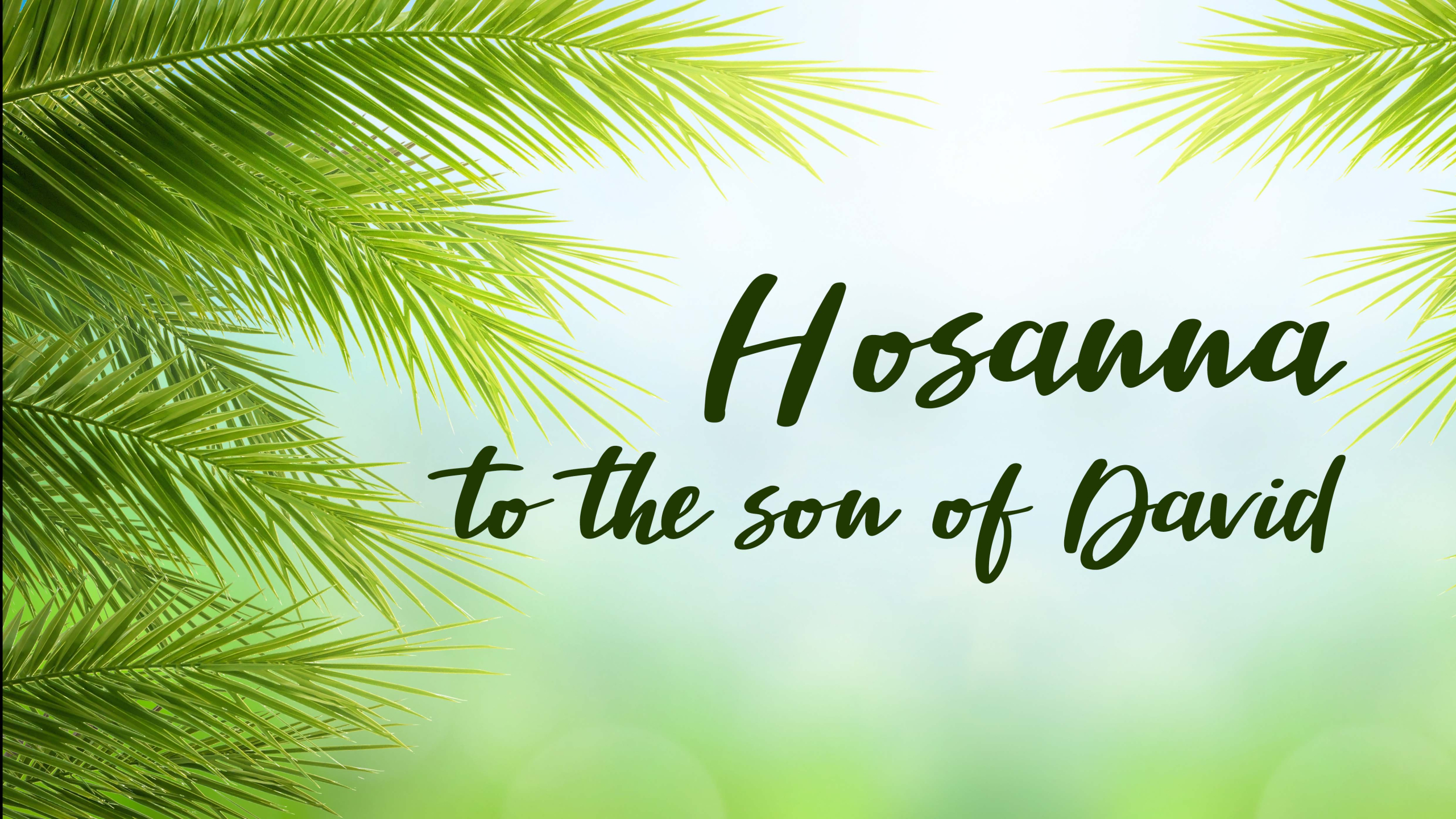 Palm Sunday concept: green palm tree leaves on natural sky