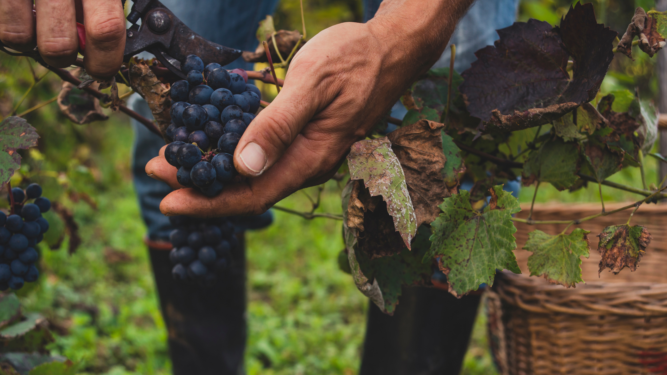 Man harvesting black grapes in the vineyard