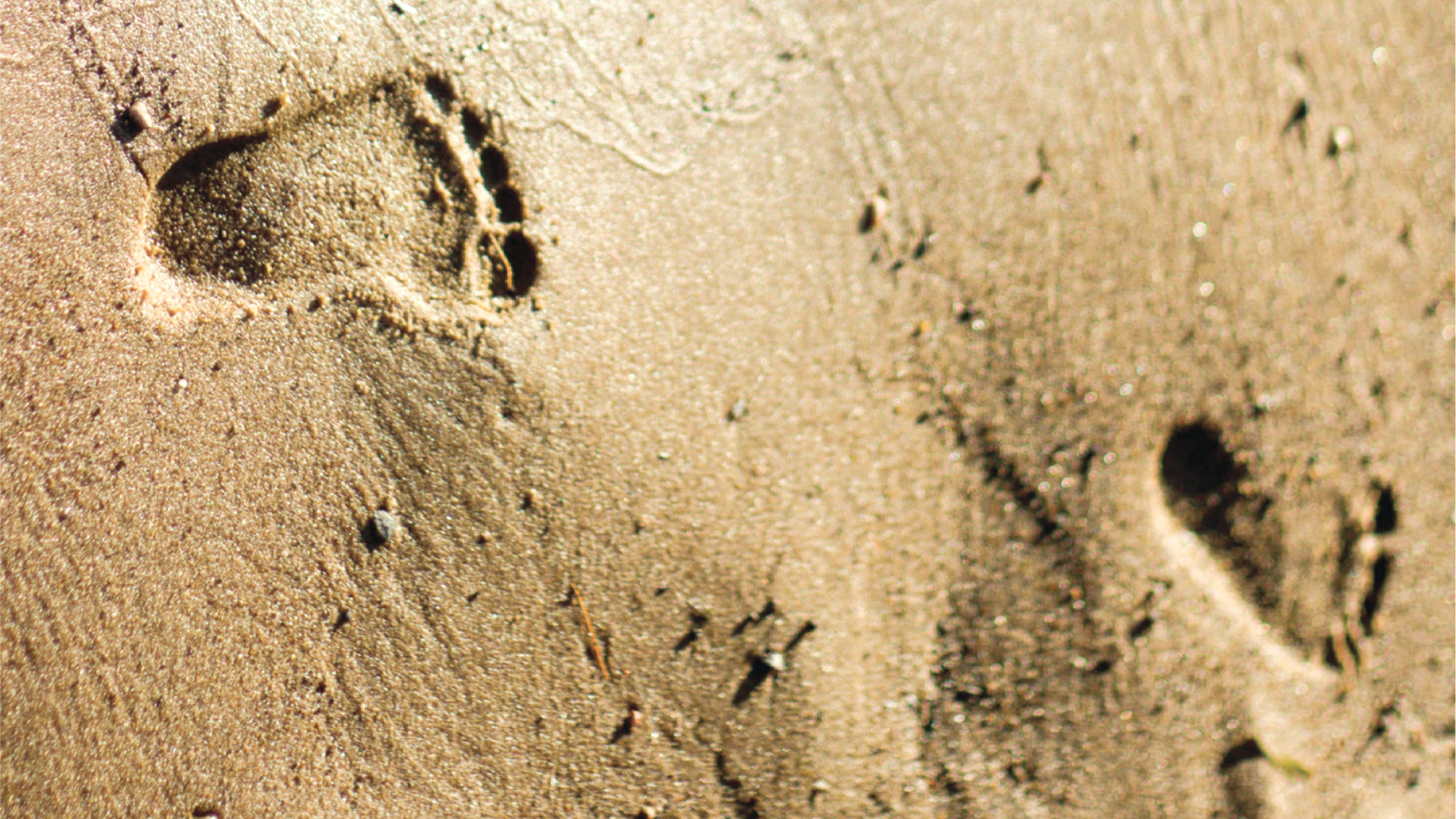 footsteps