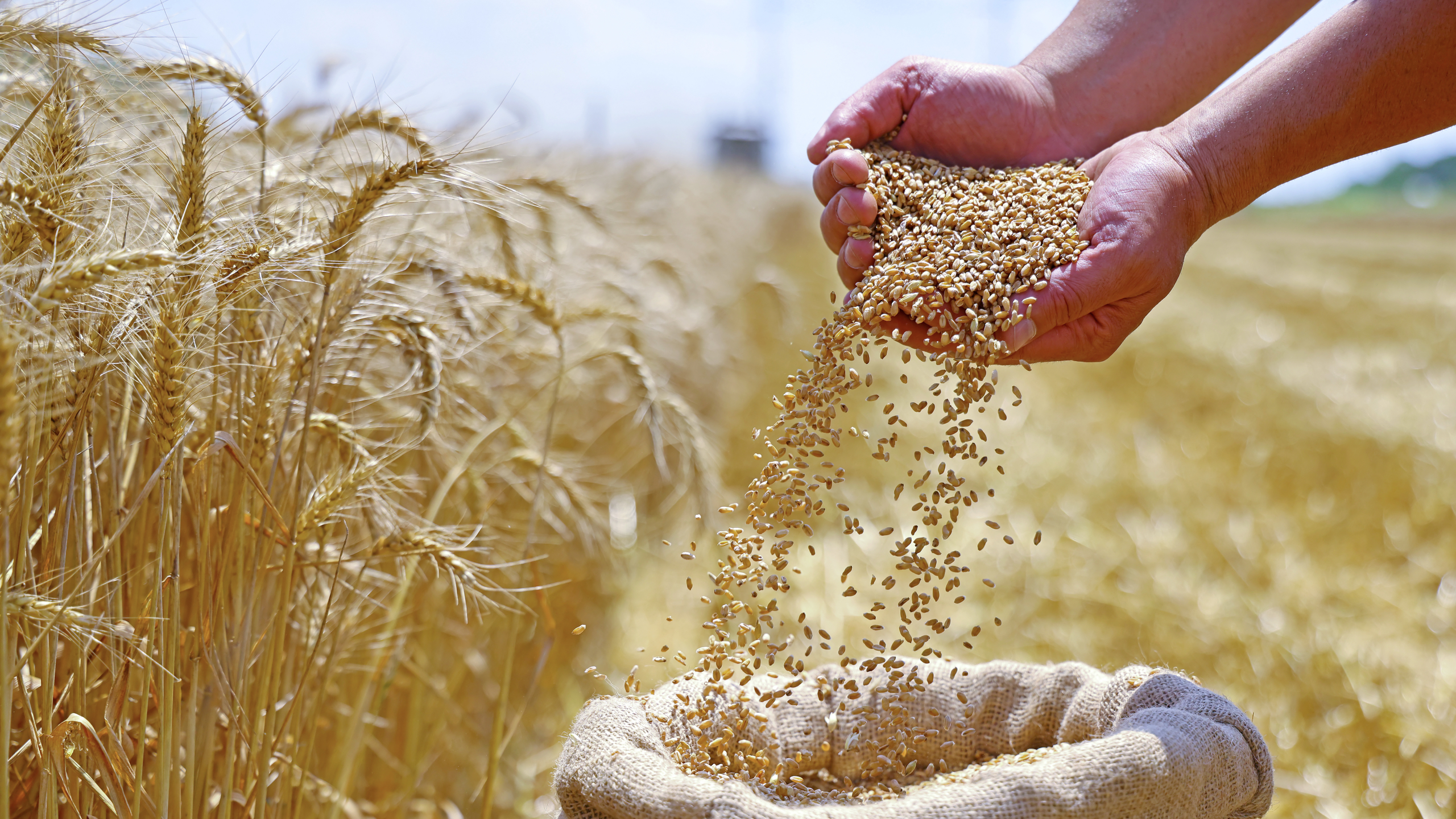 Wheat grain in a hand after good harvest of successful farmer in