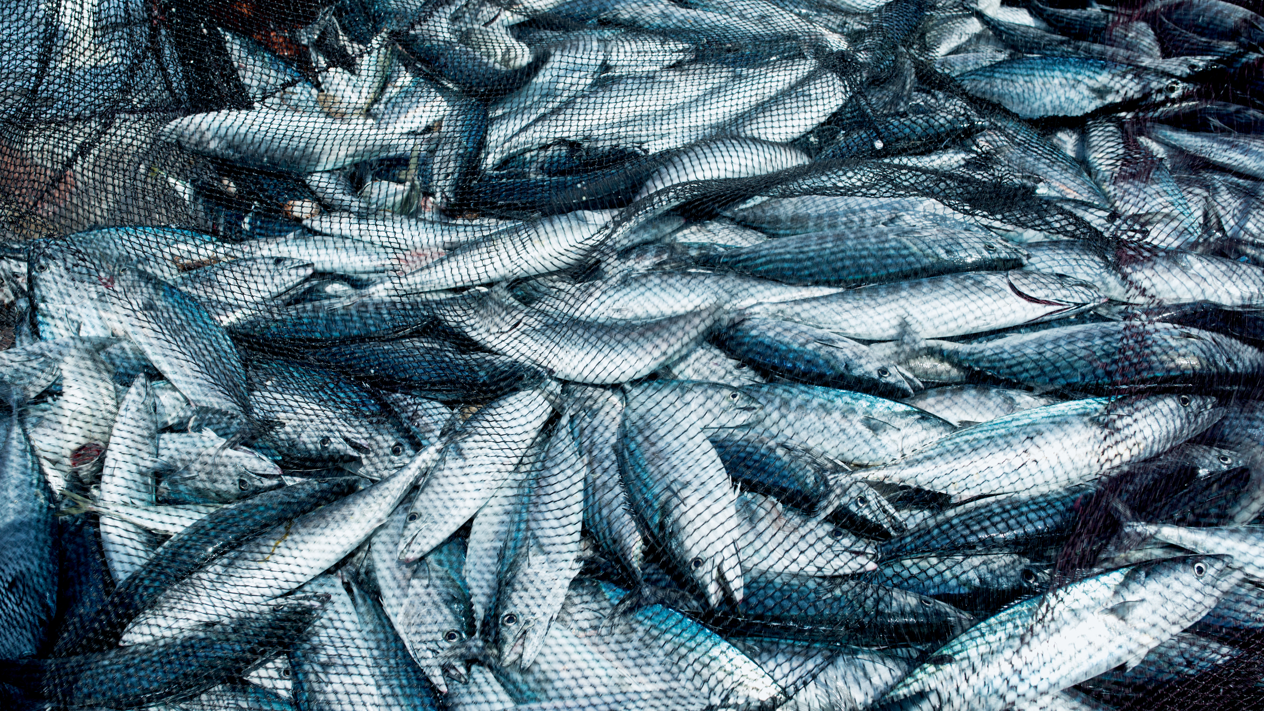 Fish in a fishing nets