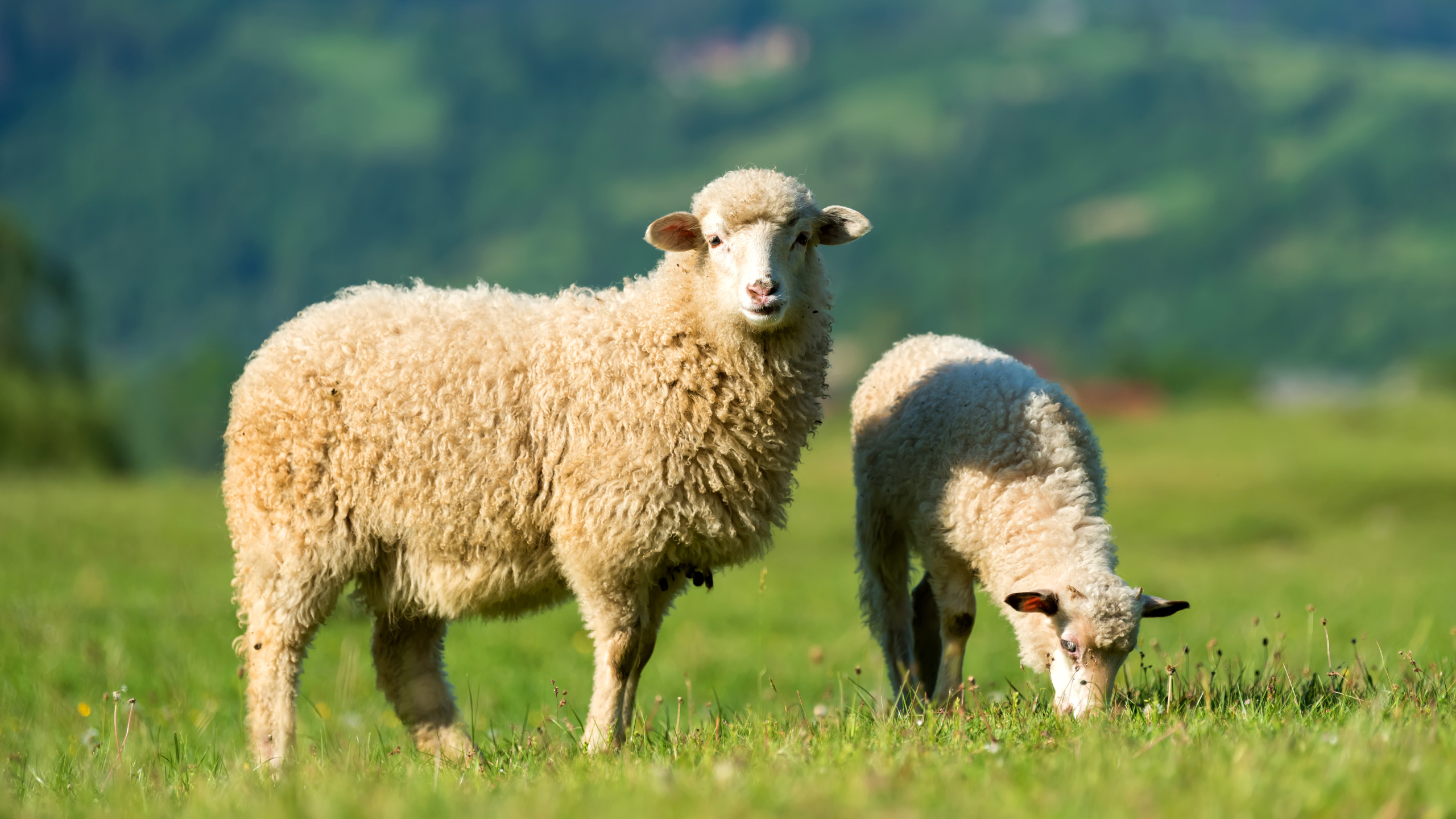 Sheeps in a meadow in the mountains