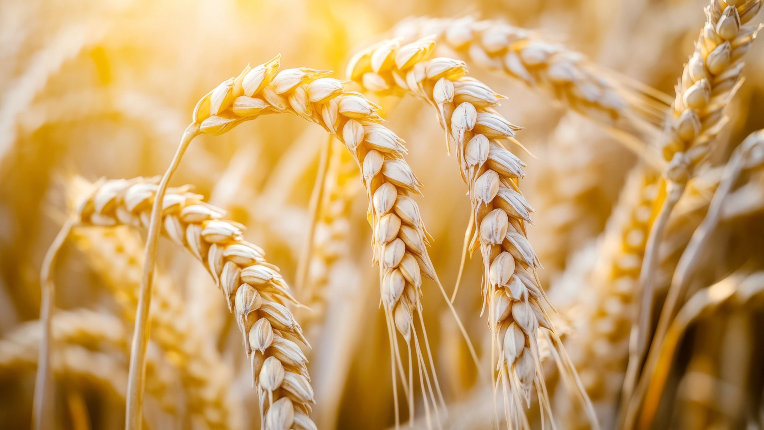 Close-up of golden wheat stalks swaying gently in a sunlit field, capturing the natural beauty of grains ready for harvest